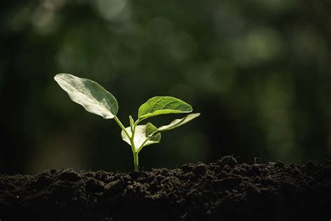 Reams Principles: Feed the Soil, Feed the Plant, Feed the Leaf | EcoFarming Daily