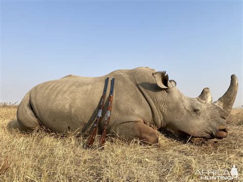 Rhino Hunting Limpopo South Africa | AfricaHunting.com