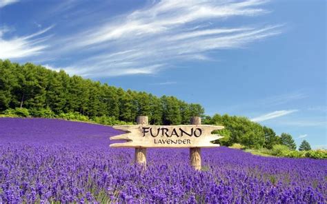 SUWalls on Twitter | Furano, Lavender fields, Cool places to visit