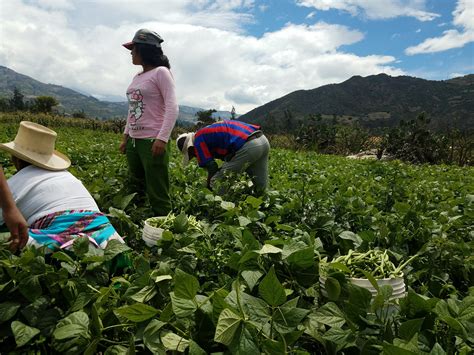 A Lesson Learned: Harvesting Green Beans – The Ramblings of T.W. Dondanville