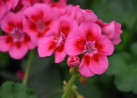 Try Zonal geraniums for beautiful gardens | Mississippi State University Extension Service