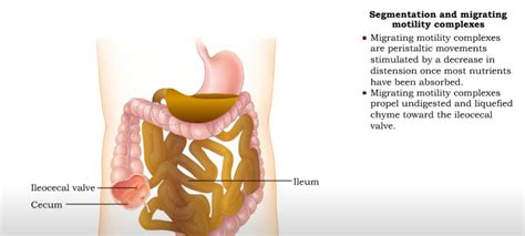 🎙️IBS, SIBO, Fasting, and The Migrating Motor Complex · Dry Fasting Club