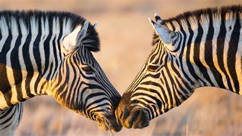 Download Two Zebras Face To Face Wallpaper | Wallpapers.com