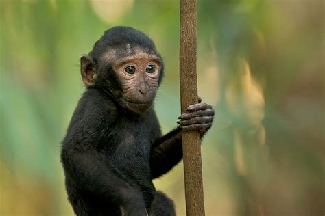 Baby Black Crested Macaque | Sean Crane Photography