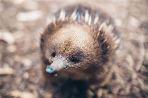 Species Spotlight: Tasmanian Short-beaked Echidna — Bonorong Wildlife ...