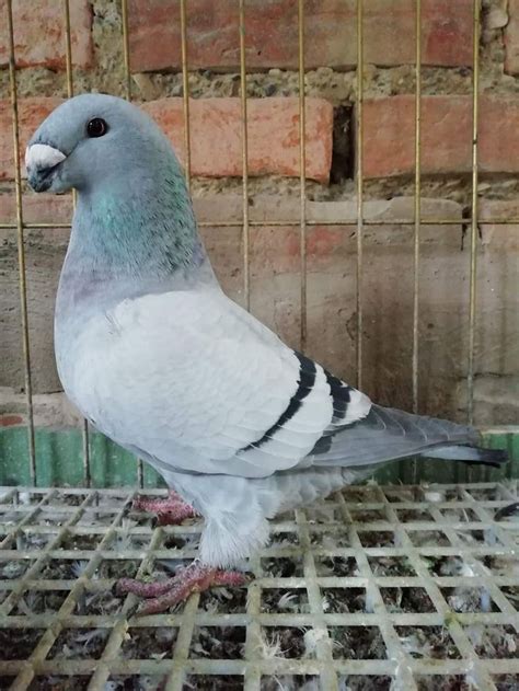 Show Racer | Pigeon pictures, Pigeon, Racer