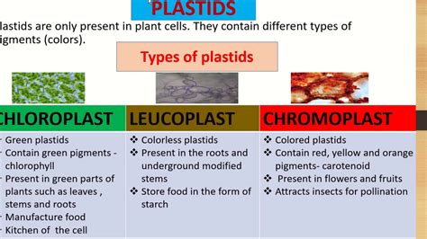 Plant cell ,plastids, types of plastids - YouTube