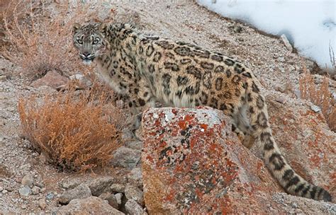 WCS Discovers Healthy Snow Leopard Population In Afghanistan ...