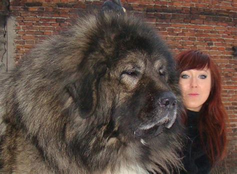 the biggest dog in the world... Mastiff | Caucasian shepherd dog ...