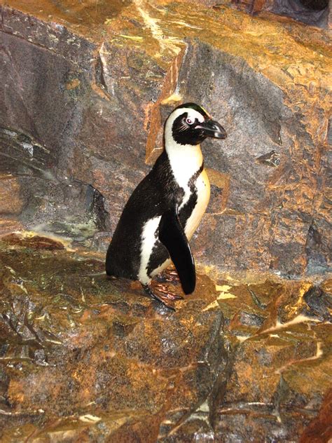 Penguin at New England Aquarium, Boston, MA | Morven McPherson | Flickr