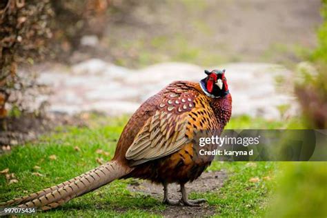 854 Common Pheasant Stock Photos, High-Res Pictures, and Images - Getty ...