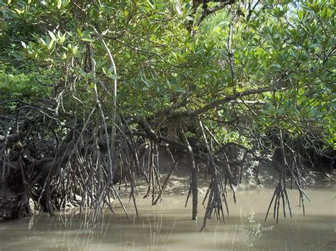 Sundarbans Wallpapers - Wallpaper Cave