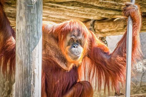 The Smirking Orangutan | Fort worth zoo, Orangutan, Fort