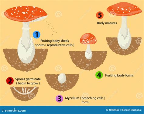 Fungi life cycle stock illustration. Illustration of grow - 40829560