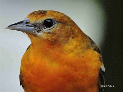 Brightly Colored Baltimore Oriole: A Favorite Feathered Visitor at Tara ...