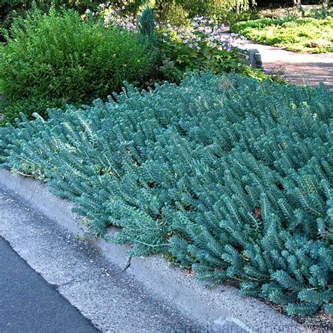 Sedum Blue Spruce | Ground cover plants, Ground cover, Plants