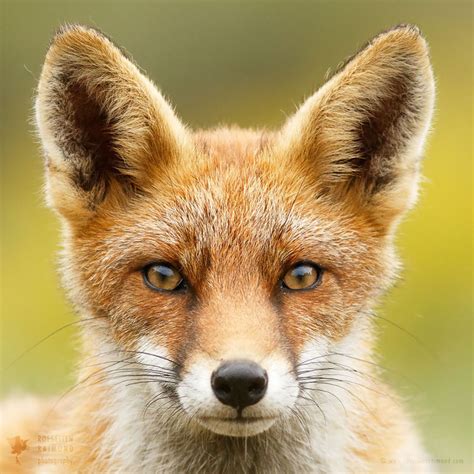 Füchse in Nahaufnahme: Fotografin zeigt: Jeder Fuchs hat seinen eigenen Charakter - Bild 6 - [GEO]