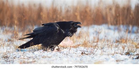 680 Raven Calling Images, Stock Photos & Vectors | Shutterstock