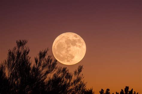 Full Moon and Branches