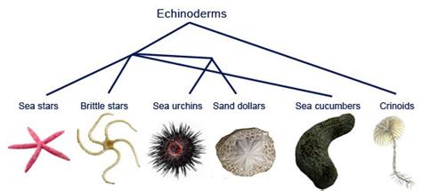 Examples of Echinoderms | Echinoderm, Animal science lessons, Printable ...