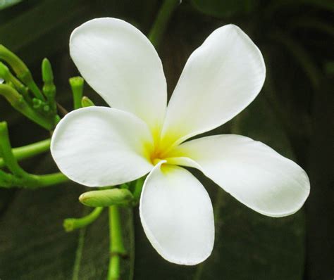 wallpaper cantik,flower,petal,frangipani,plant,flowering plant (#20397 ...