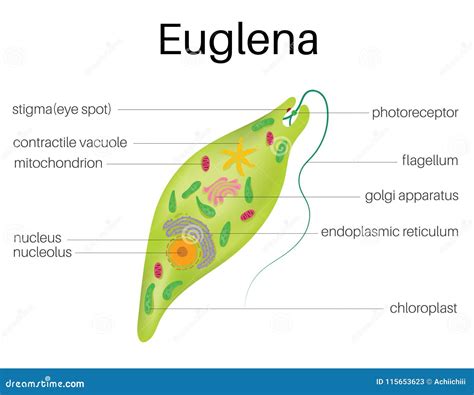 [DIAGRAM] Diagram Of Euglena Labled - MYDIAGRAM.ONLINE