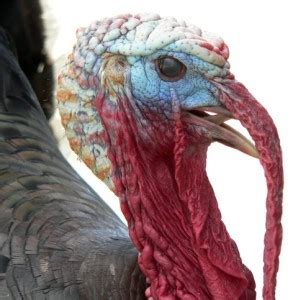 Meaning of wild turkey snoods…What is the purpose of a wild turkey’s snood?