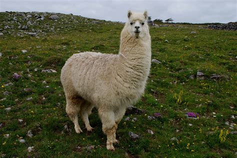 File:Lama glama.1.jpg - Wikimedia Commons