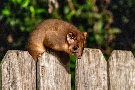 Baby Ringtail Possum | Juvenile Ringtail Possum on fence in … | Flickr