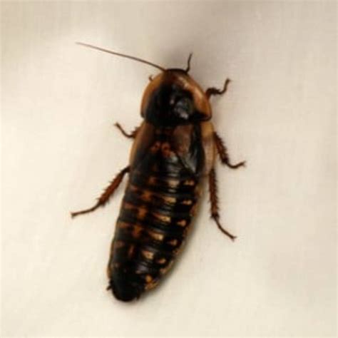 How to Set Up Dubia Roaches for Breeding