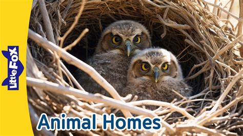 Amazing Animal Homes l Nests, Dens, Holes l How Do Animals Build Their Homes? | l Little Fox ...