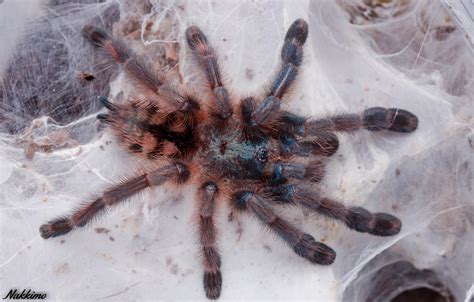 Pinktoe Tarantula by nakkimo on DeviantArt