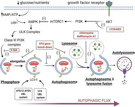 Frontiers | Autophagic Cell Death During Development – Ancient and ...