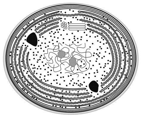 Cyanobacteria