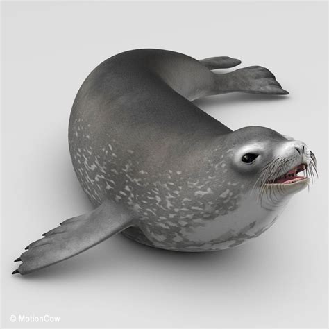 Weddell Seal – MotionCow