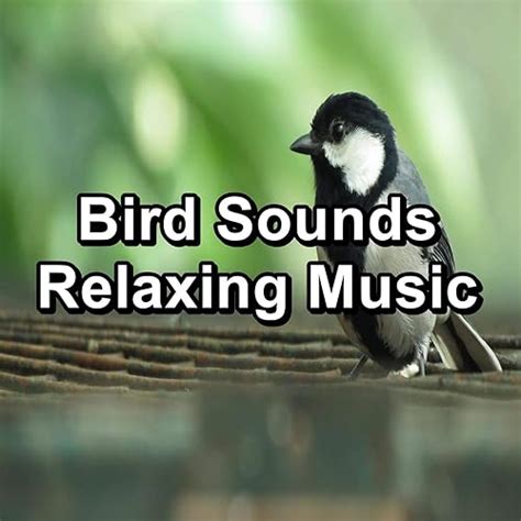 Bird Sounds Relaxing Music by Nature Bird Sounds & Loopable Birds & Birds on Amazon Music ...