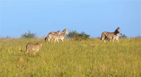 These African Animals Prey on Zebras – African Wildlife Report