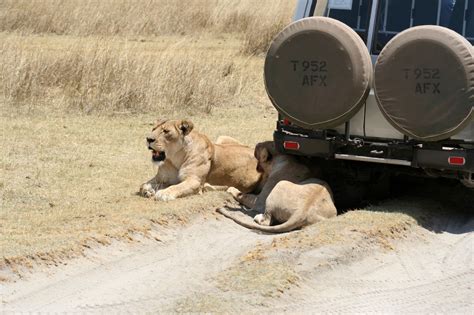 The Lions Guardians - Infinite Safari Adventures blog | Infinite Safari Adventures blog