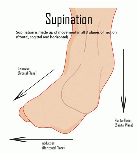 Supination Ankle Anatomy, Foot Anatomy, Human Anatomy, Teeth Diseases ...