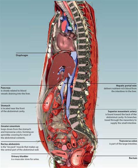 5: THE ABDOMEN | Basicmedical Key