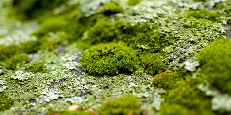 Algae. The Surprising Key to Saving Humanity? | HuffPost