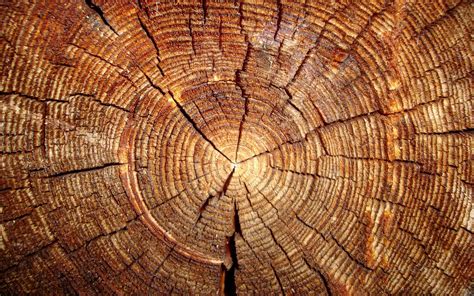 50 HD Wood Wallpapers For Free Download Tree Trunk Wallpaper, 2k ...