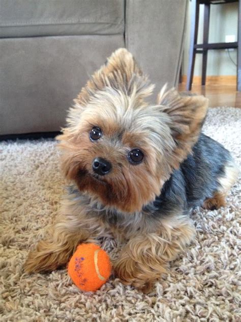 12 Reasons Why You Should Never Own Yorkshire Terriers