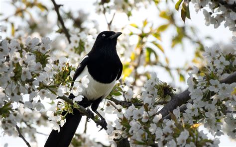 Download wallpaper 3840x2400 magpie, bird, flowering, branch 4k ultra ...