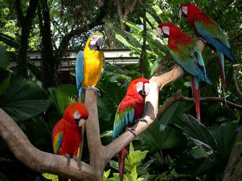 Free Singapore zoo parots Stock Photo - FreeImages.com