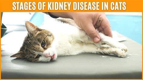 Cat Kidney Disease End Of Life at Susan Yocum blog