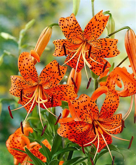 List of 50+ Different Types of Lilies With Pictures