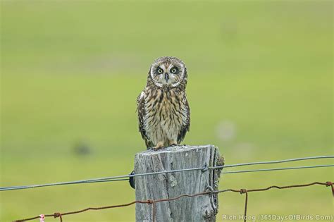 The Pueo or Hawaiian Owl! - 365 Days of Birds