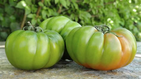 11 Italian Tomato Varieties To Get To Know