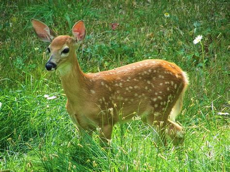 white-tailed deer, fawn, spots, cute, grass, adorable, baby, baby deer, nature, mammal, white ...